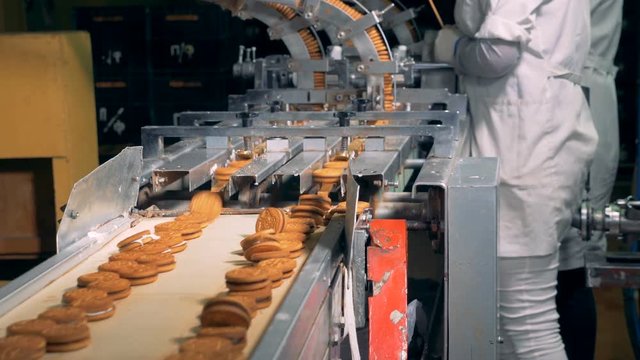 Ready biscuits are moving along the belt after getting dropped from the conveyor