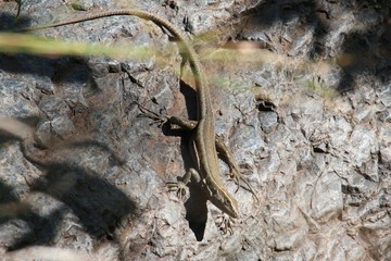 Wall lizard (Gallotia) endemic to the Canary Island takes a sunbath on a rock and carefully observes the environment