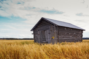 Fototapeta premium Barn House In The Middle Of The Fields