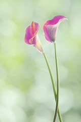 pareja de callas en fondo verde
