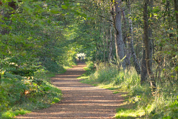 Waldweg bei Sonne Weststrand Ostsee