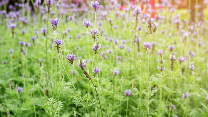Obraz na płótnie Canvas Lavender flower in a garden.