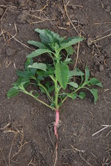 Amaranthus retroflexus