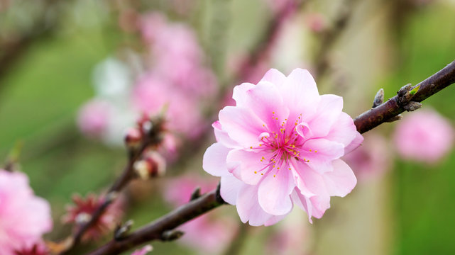 Pink peach blossom in the garden.
