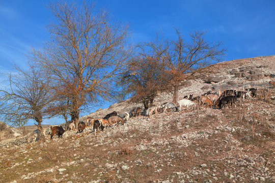 goats on the rocky hill