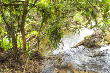 Stream in the forest a rapid flow of water