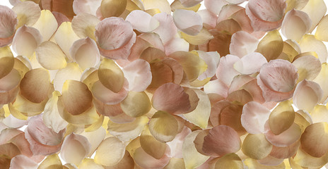 fondo de pétalos de flor desde arriba