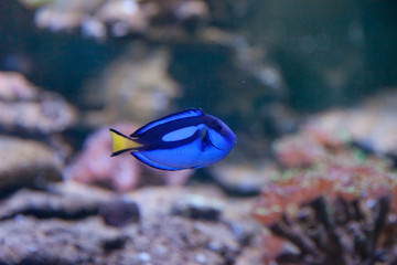 Fototapeta na wymiar тропическая рыба в аквариуме