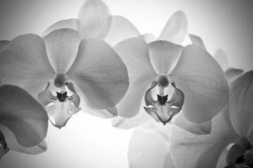 orquídea blanca efecto vintage