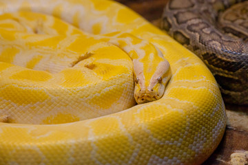 Fototapeta premium большой желтый питон лежит в террариуме