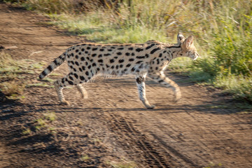 Serval and his spots