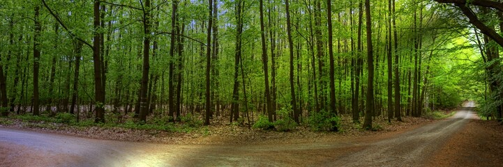 Sun shines through the green deciduous trees in the forest, panoramic landscape shot