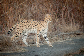 Serval and his spots