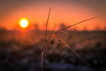 Gefrorener Grashalm im Abendlicht