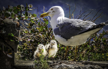 Gabbiano con piccoli