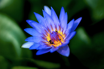 Nenúfar con abejas en una fuente con un fondo verde desenfocado.