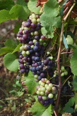 grappes de raisin dans les vignes