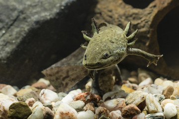 Axolotl Mexican in aquarium.