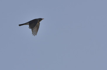 Naumann's Thrush  (Turdus naumanni)