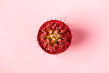 Cactus on a pink background