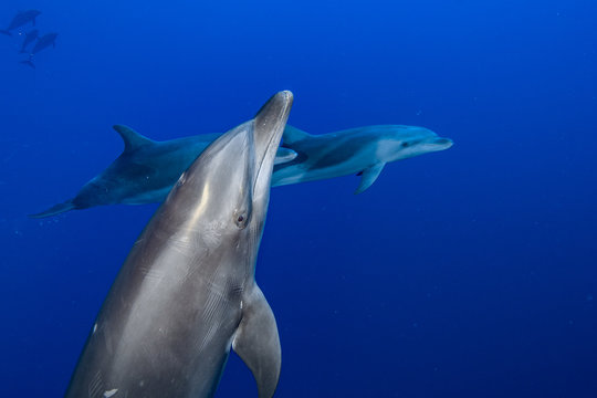 Dauphin De Rangiroa