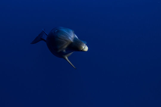 dauphin de Rangiroa
