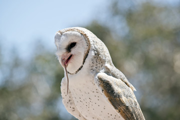 barn owl eating a rat