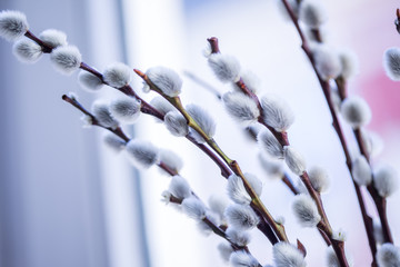 Zweige der Sal-Weide mit Weidenkätzchen als Dekoration