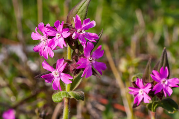 Rote Lichtnelke