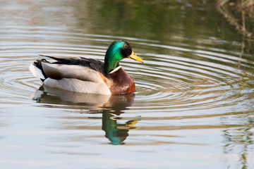 Obraz premium Stockente männlich