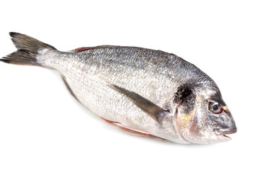 Fresh raw sea bream fish isolated on white background. Healthy food concept, with a clipping path top view.