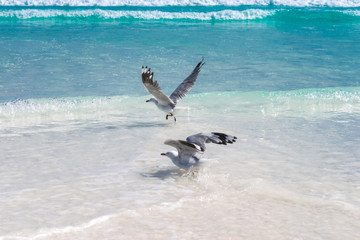 Lucky Bay Australia