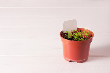 seedlings of forget-me-not flower in a plastic pot with white label