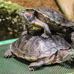 Naklejka premium Water turtle warming himself.