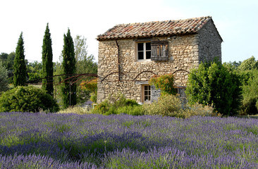Fototapeta na wymiar Luberon (Vaucluse), maison de pierre et lavande, provence, France