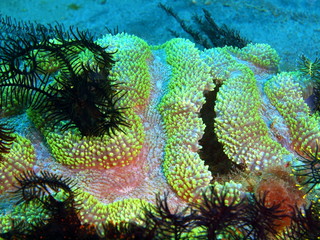 Stone coral