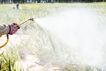 crop spraying in the pineapple fruit field