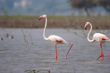 Pair of Greater Flamingo, Phoenicopterus roseus, Ujjani Dam backwaters, Bhigwan, Maharashtra
