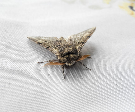 Night butterfly on white fabric. Butterfly resting