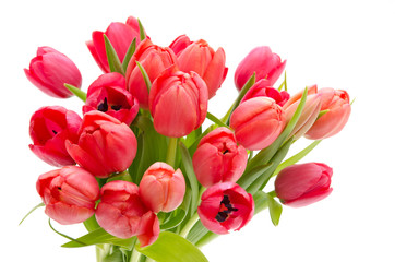 Obraz premium Rote Tulpen