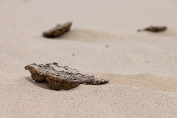 Fototapeta na wymiar Cowpat animal manure in the sand
