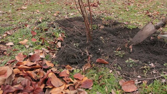 Transplanting new scion with roots, dibble fruit tree
Gardener is using shovel to planting young fruit tree with roots to multiply minor plants in his orchard.
