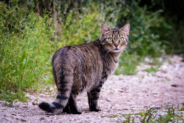 Tabby cat walking