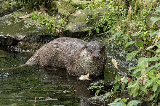 Der Otter
