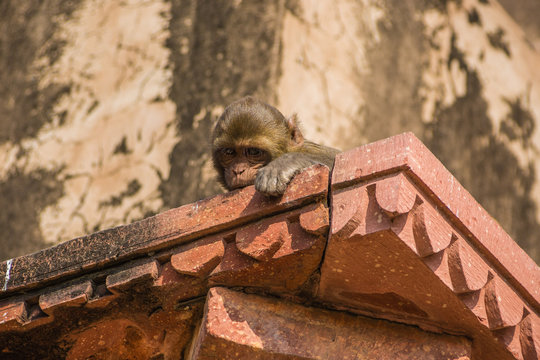 Affee auf dem Balkon