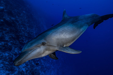 Fototapeta na wymiar dauphin de Rangiroa