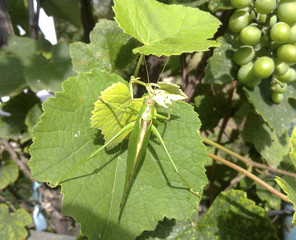 A green grasshopper on the vineyard foliage
