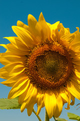 Naklejka premium Ripe Sunflower flower