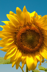 Ripe Sunflower flower