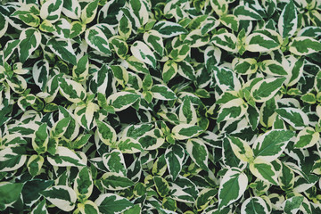 Spotted leaves